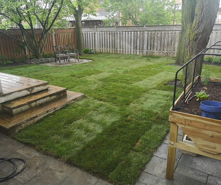 Freshly installed sod in a fenced backyard with deck and garden boxes