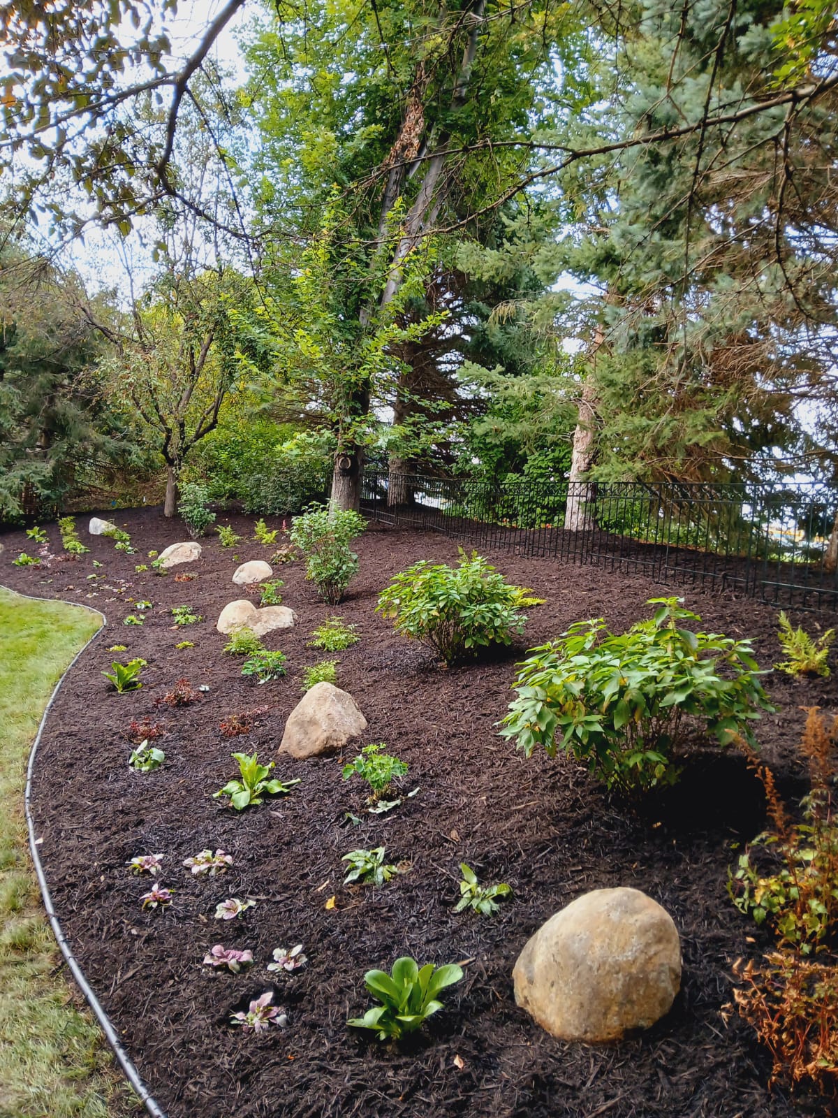 Large mulched shade garden with young shrubs, hostas, and accent boulders under mature trees