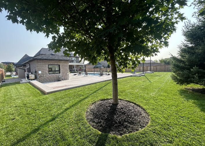 Fresh sod lawn with a mulched tree ring beside a patio and pool