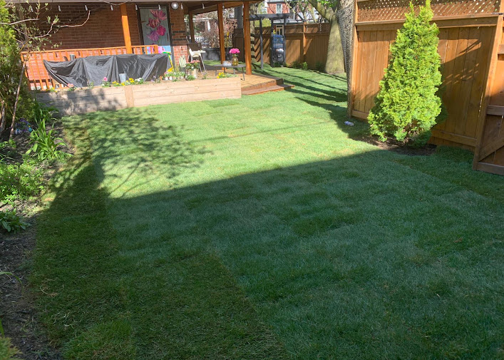 New sod lawn in a shaded backyard with wooden deck and planter beds