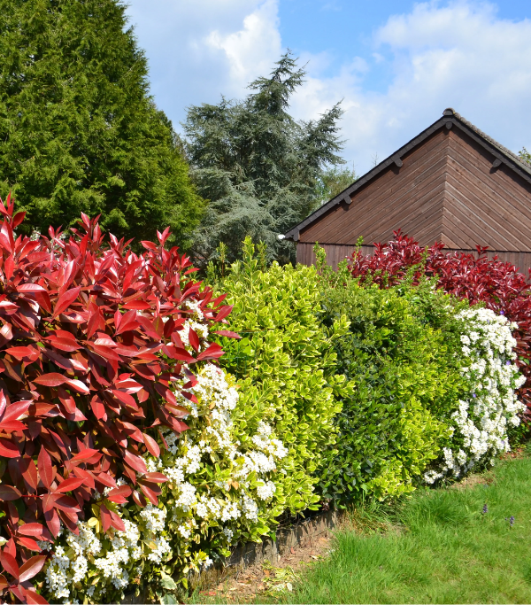 Mixed flowering shrub hedge with red photinia and white blooms