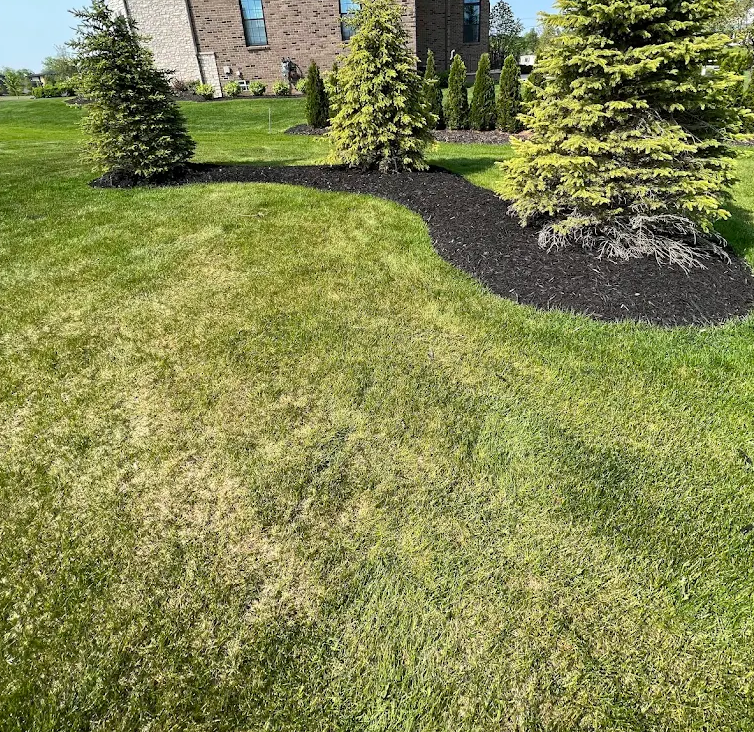 Lawn treatment and fresh mulch edging around evergreen plantings