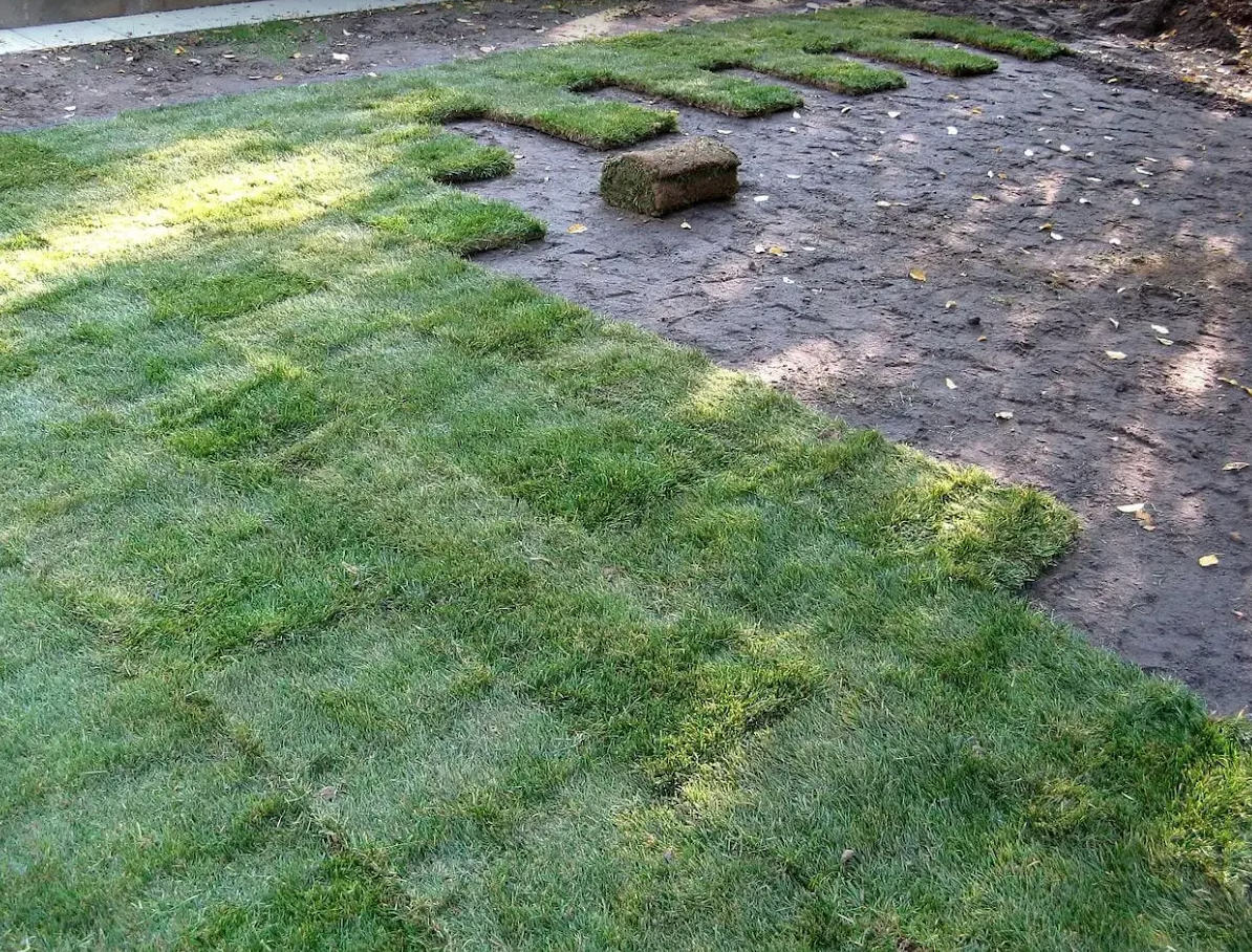 Fresh sod rolls being laid over prepared soil in a backyard