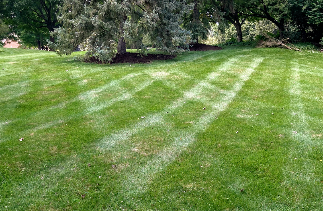Freshly mowed lawn with mower stripes beside a mature spruce