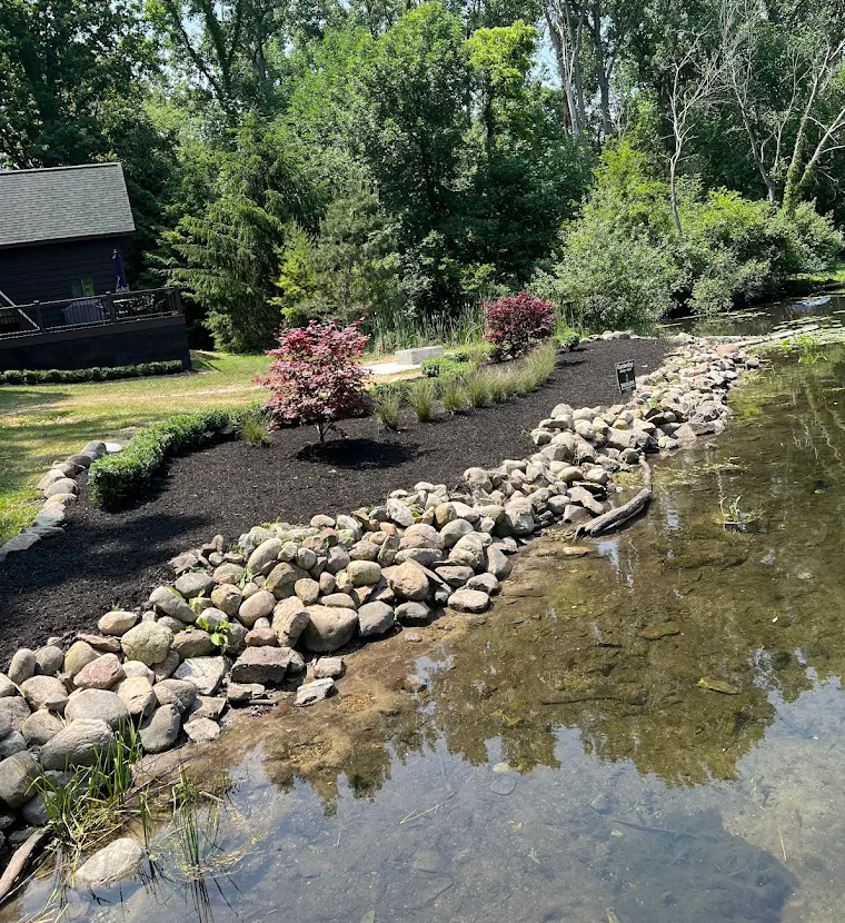 Mulched pondside garden bed with Japanese maple and boulder edging