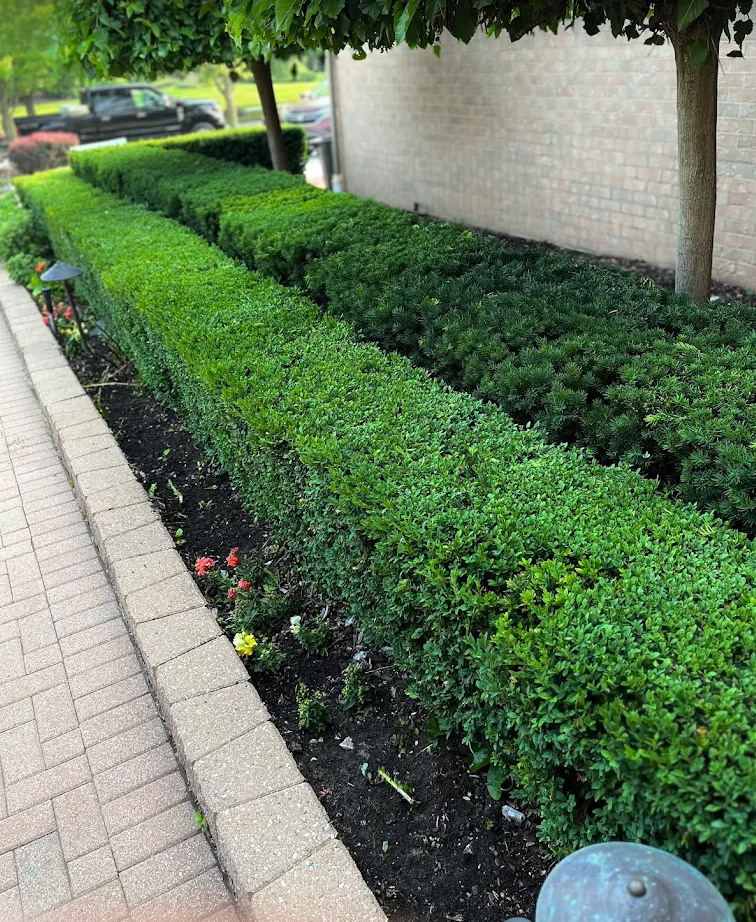 Crisply trimmed boxwood and yew hedges along a brick building walkway