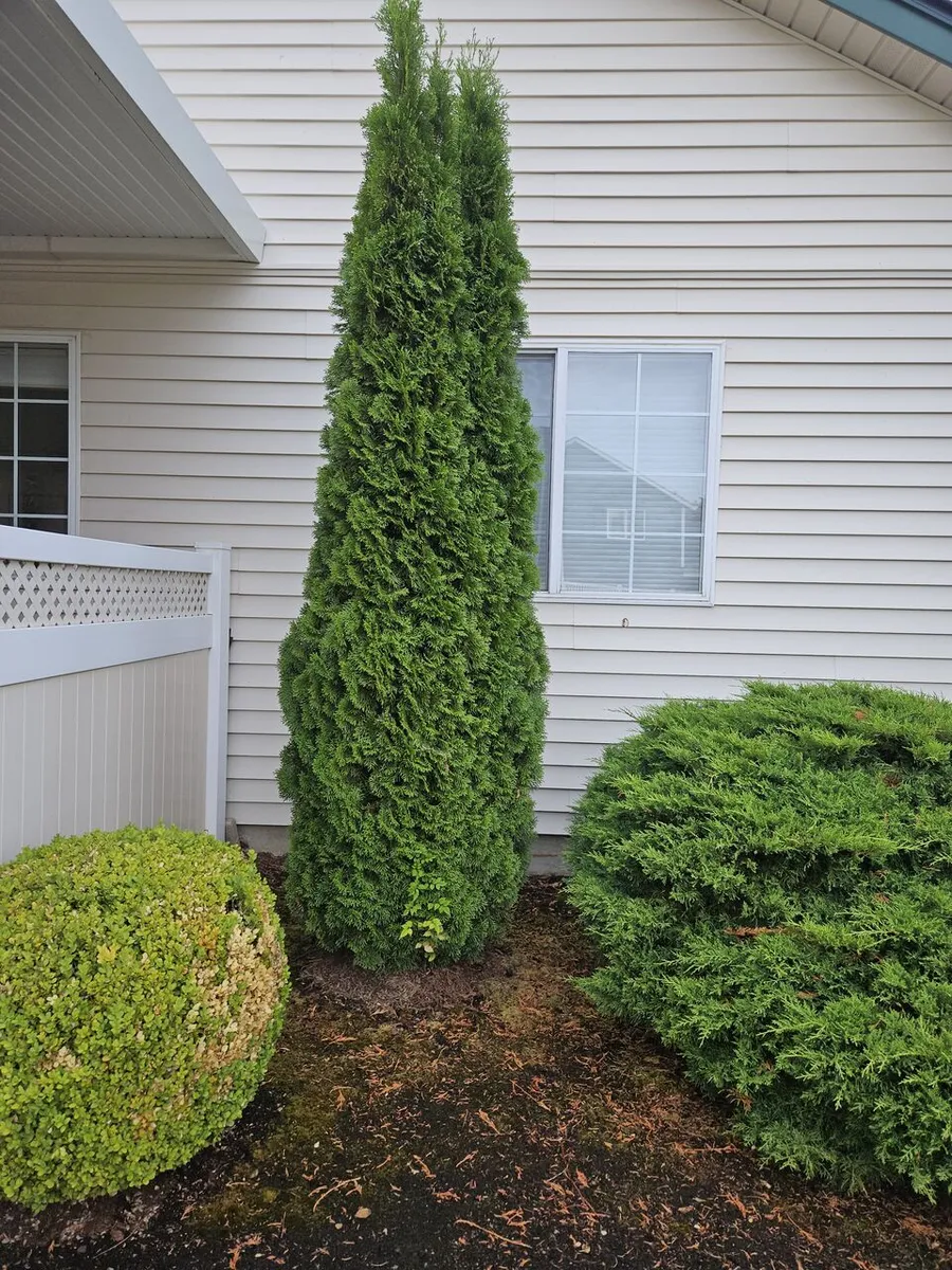 Neatly shaped cedar and juniper shrubs against a home's siding