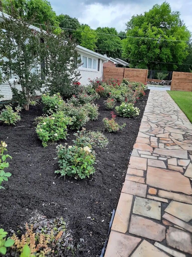 Freshly mulched garden bed with roses and shrubs beside a flagstone walkway