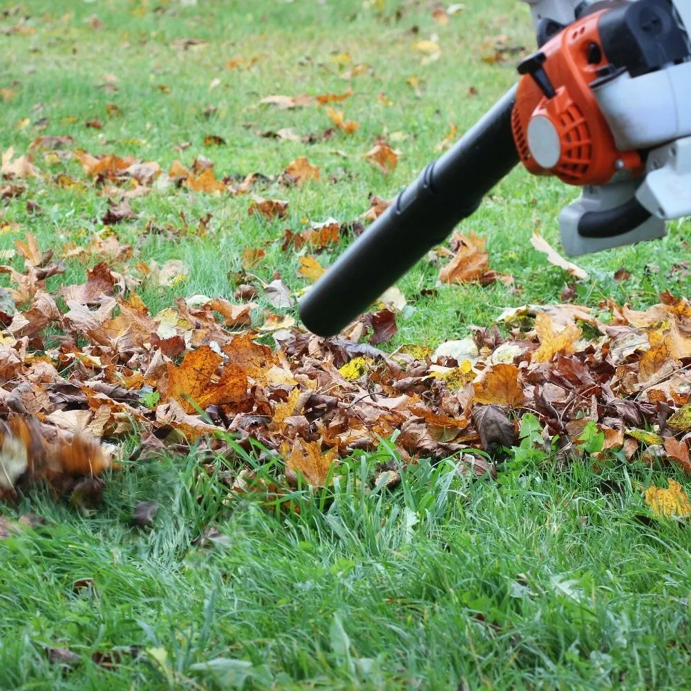 Leaf blower clearing autumn leaves from a green lawn