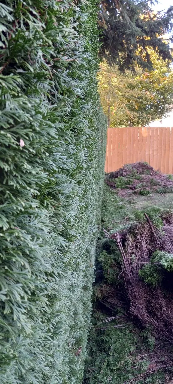 Freshly trimmed cedar hedge with clippings piled alongside