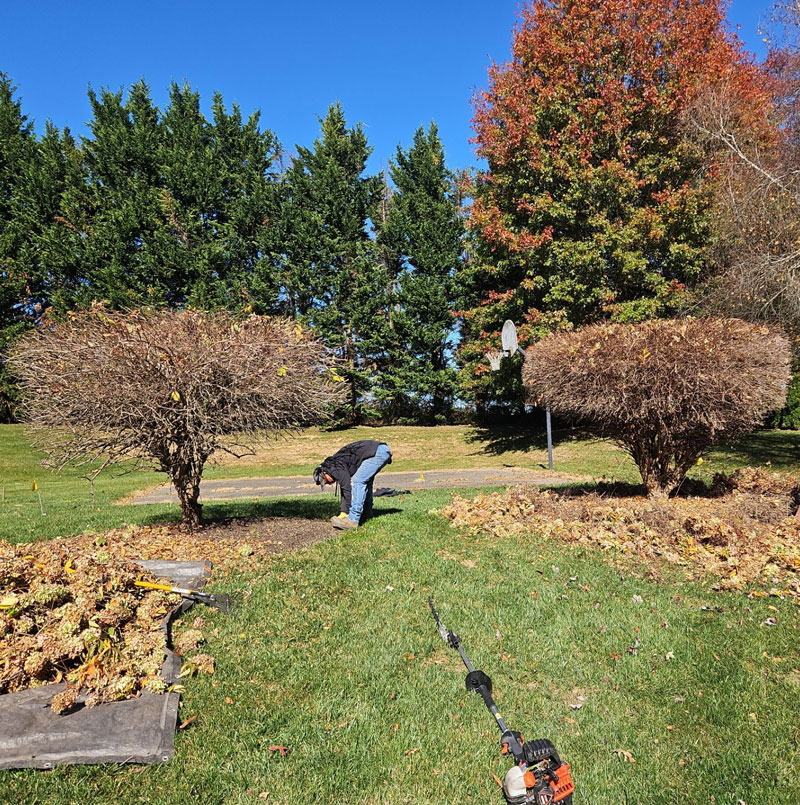 Crew cutting back shrubs and clearing leaves during a fall cleanup
