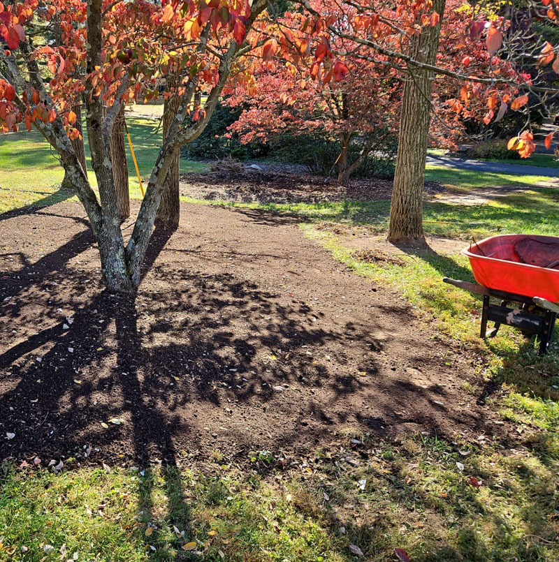 Freshly mulched bed under a red maple during a fall cleanup