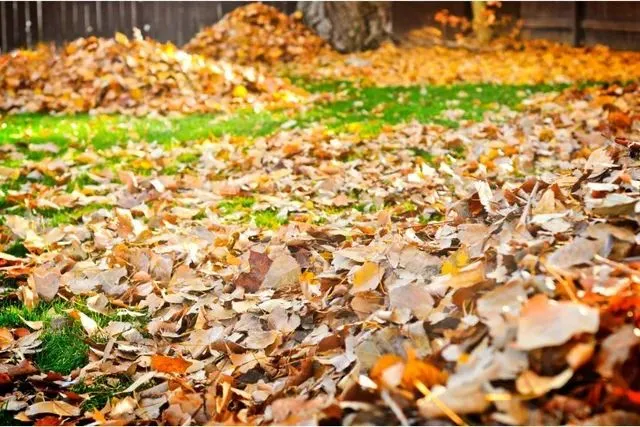 Fallen autumn leaves covering a green lawn before cleanup