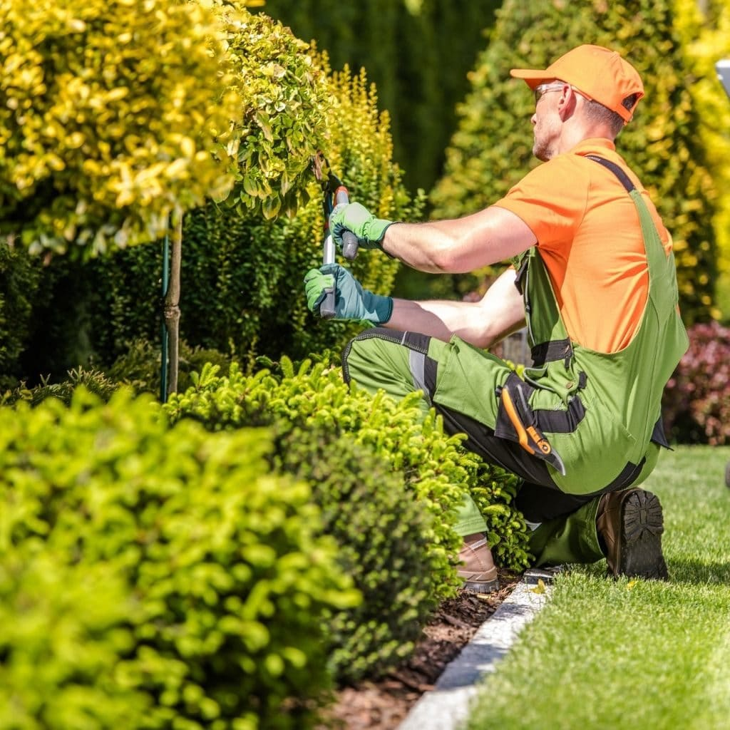 Landscaper hand-trimming shrubs in a manicured Oakville garden