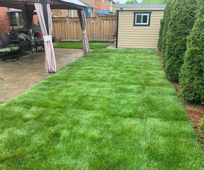 Bright green new sod lawn beside a paver patio, gazebo, and cedar hedge