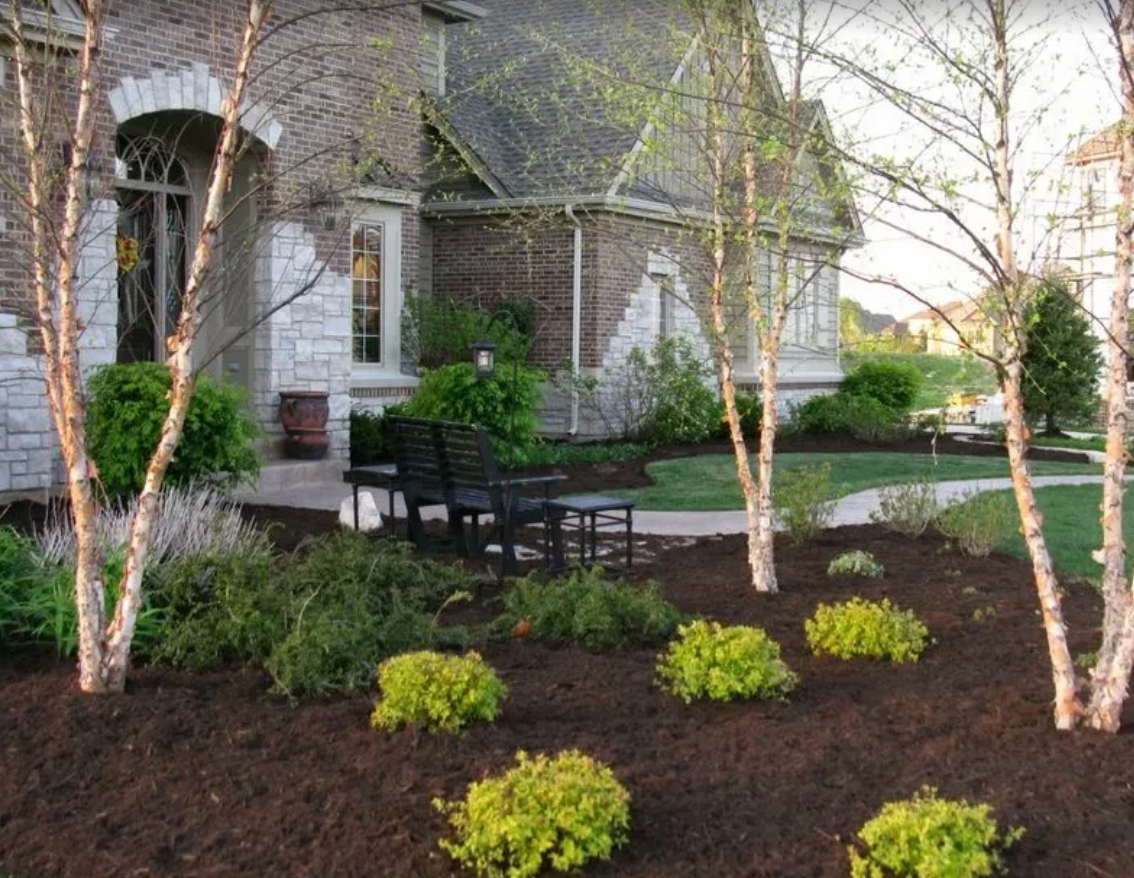 Freshly mulched front garden with birch trees and low shrubs